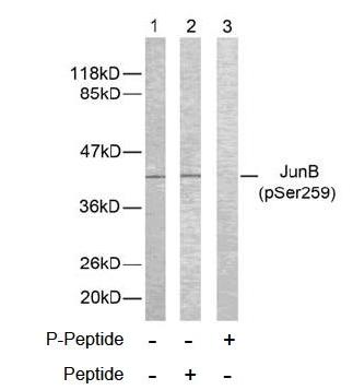 JunB (Phospho-Ser259) Antibody