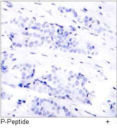 JunB (Phospho-Ser79) Antibody