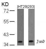 JUND (Ab-255) antibody