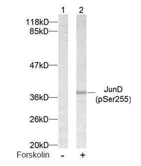 JunD (Phospho-Ser255) Antibody