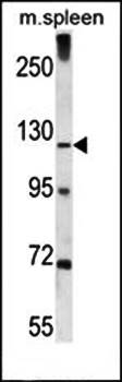 K1324 antibody