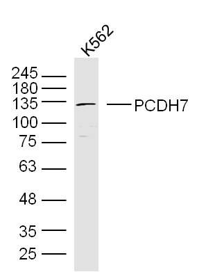 PCDH7 Rabbit Polyclonal Antibody (PE)