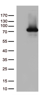 KAL1 Antibody