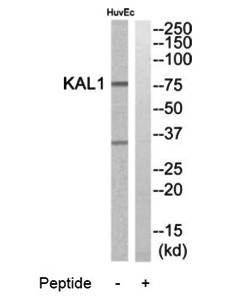 KAL1 Antibody