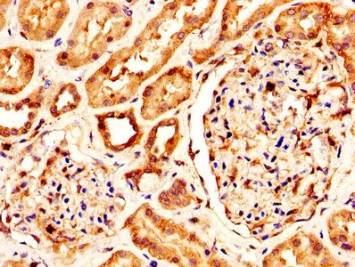KLK1 Antibody