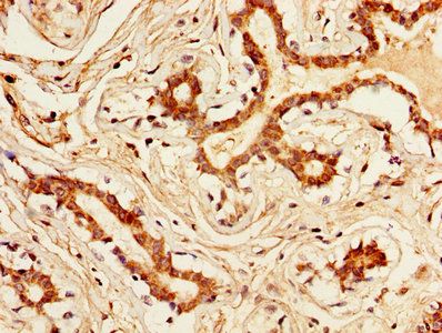 KLK1 Antibody