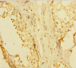 KLK1 Antibody