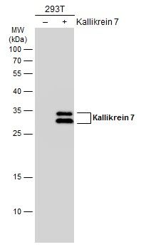 kallikrein related peptidase 7 Antibody