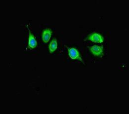 KANSL1 Antibody