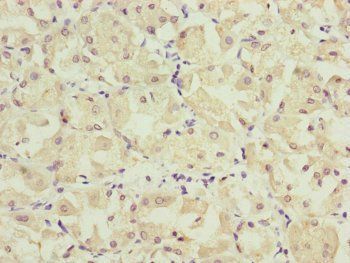 KANSL3 antibody