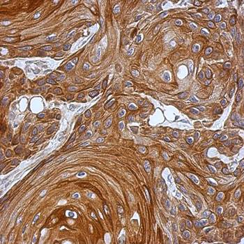 KAO Rabbit Polyclonal Antibody