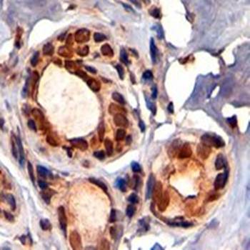 Goat anti-KAP1 / TRIM28 Antibody