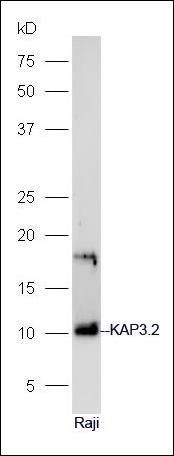 KAP3.2 antibody