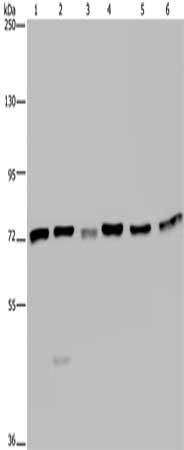 KARS antibody