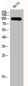KAT2A Antibody
