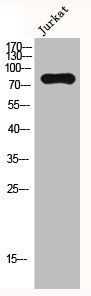 KAT7 antibody