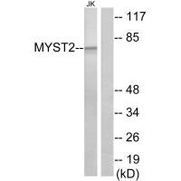 KAT7 antibody