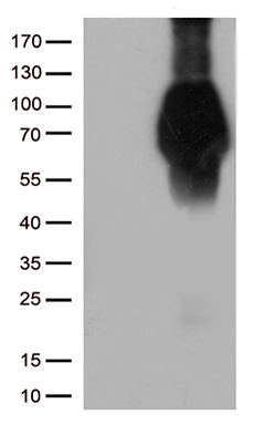 KBTBD4 Antibody