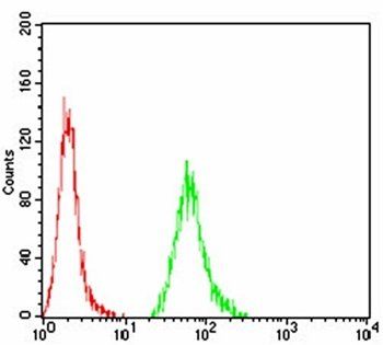 KBTBD8 Antibody