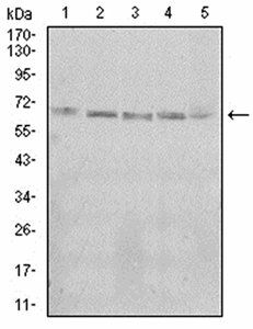 KBTBD8 Antibody