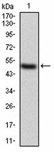 KBTBD8 Antibody