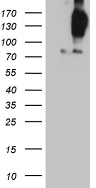 KChIP2 Antibody
