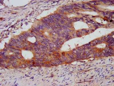 KCMF1 Antibody