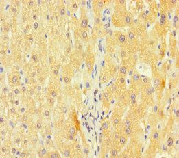 KCNA6 Antibody
