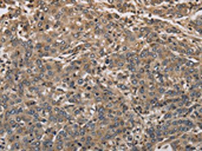 KCNA7 Antibody