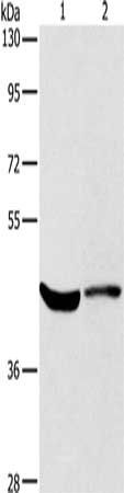 KCNA7 antibody