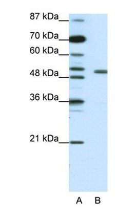 KCNAB2 antibody