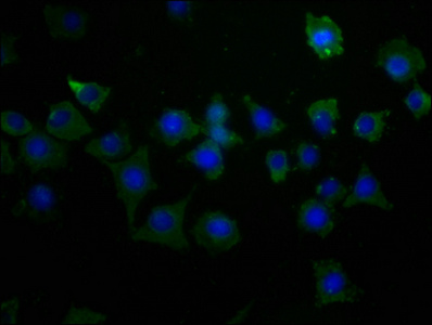 KCNB1 Antibody
