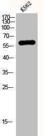 KCNC1 antibody