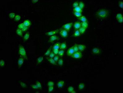 KCNC3 antibody