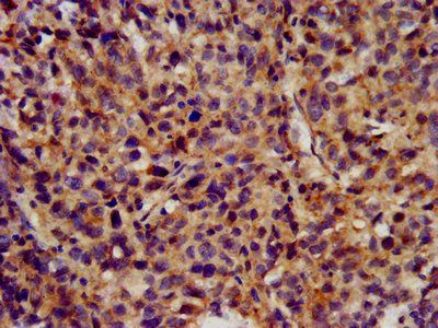 KCNC3 Antibody