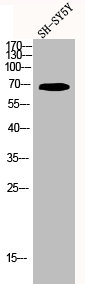 KCNC4 Antibody