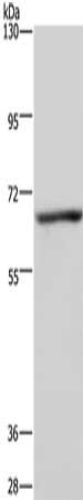 KCND1 antibody