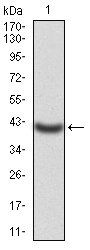 KCND2 Antibody