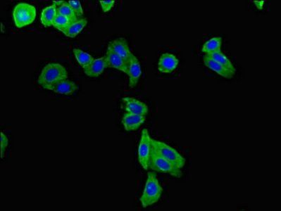 KCNE1 antibody