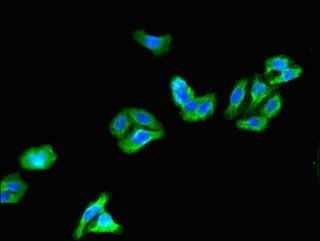 KCNG4 Antibody