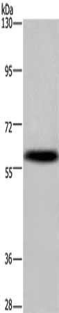 KCNG4 antibody