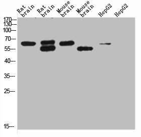 KCNH5 antibody