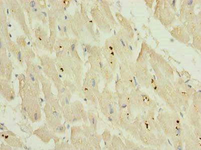KCNH7 Antibody