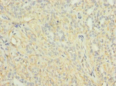 KCNH7 Antibody
