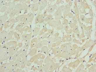 KCNIP2 Antibody