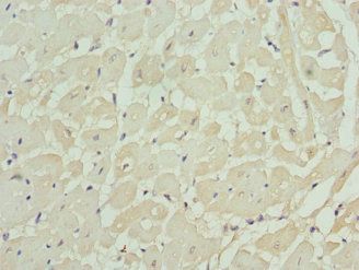 KCNIP2 antibody