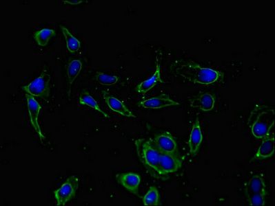 KCNIP4 Antibody