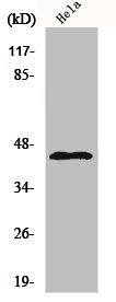 KCNJ11 antibody