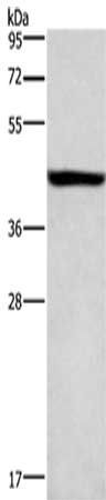 KCNJ6 antibody