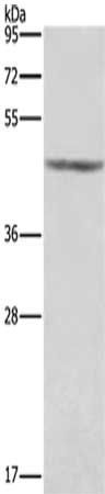 KCNJ9 Antibody